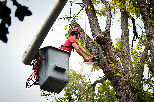 Best Storm Damage Tree Cleanup  in Libertyvle, IL